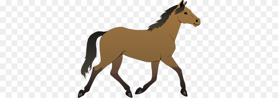 Horse Animal, Colt Horse, Mammal, Person Free Transparent Png