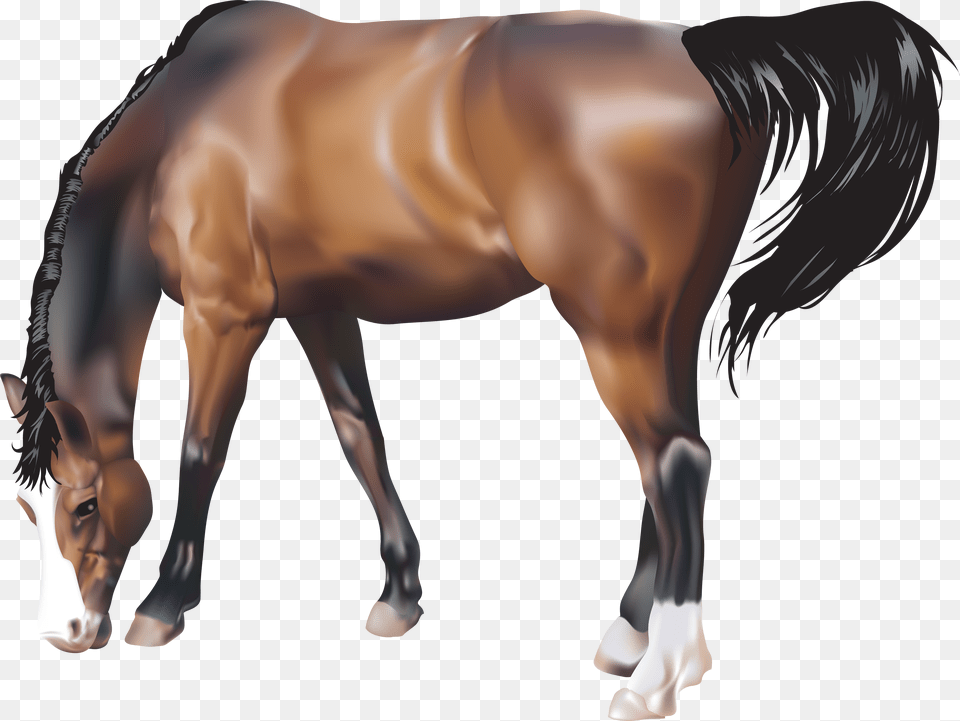 Horse, Animal, Colt Horse, Mammal, Adult Free Transparent Png