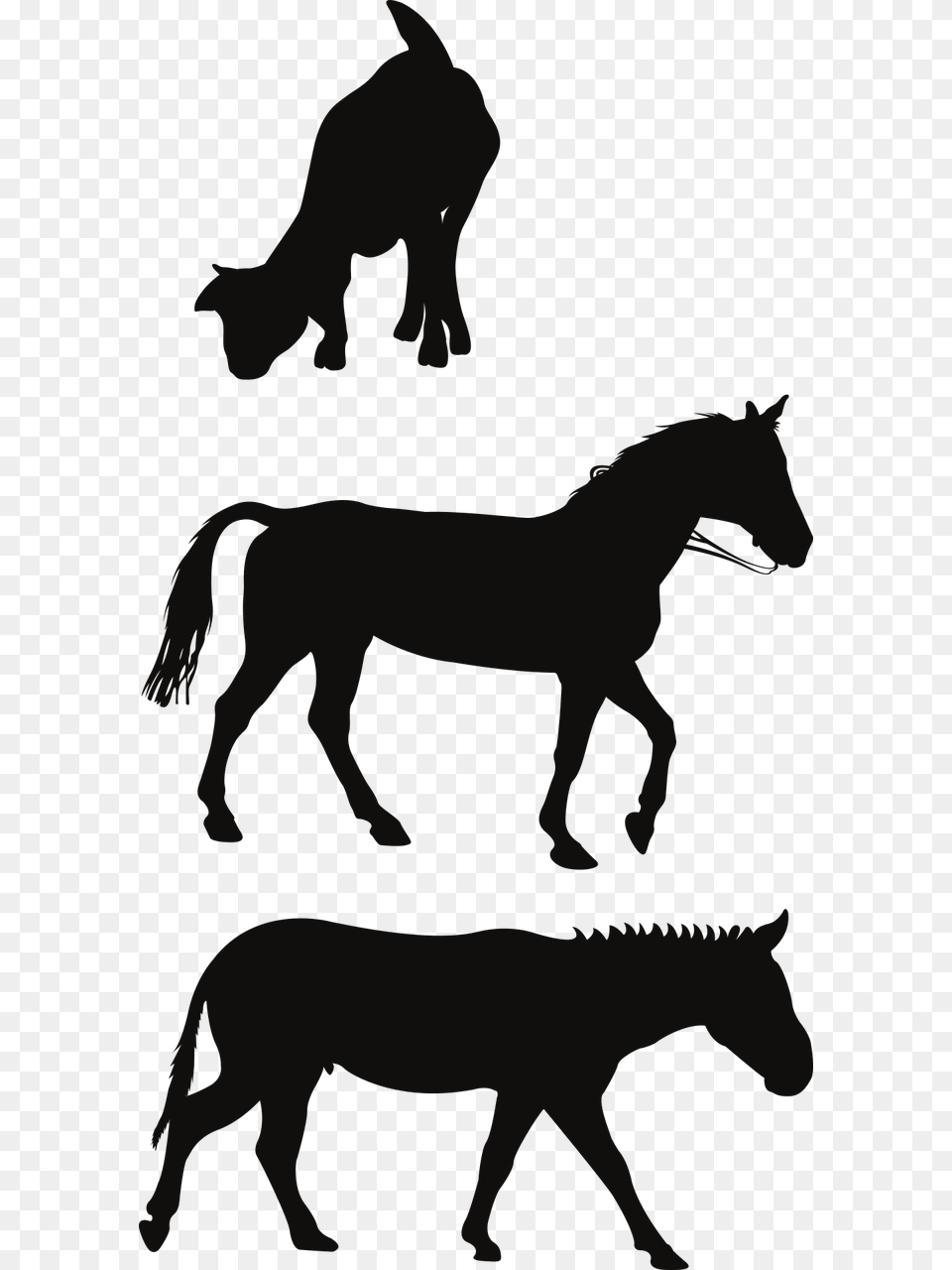 Horse, Animal, Colt Horse, Mammal Png Image
