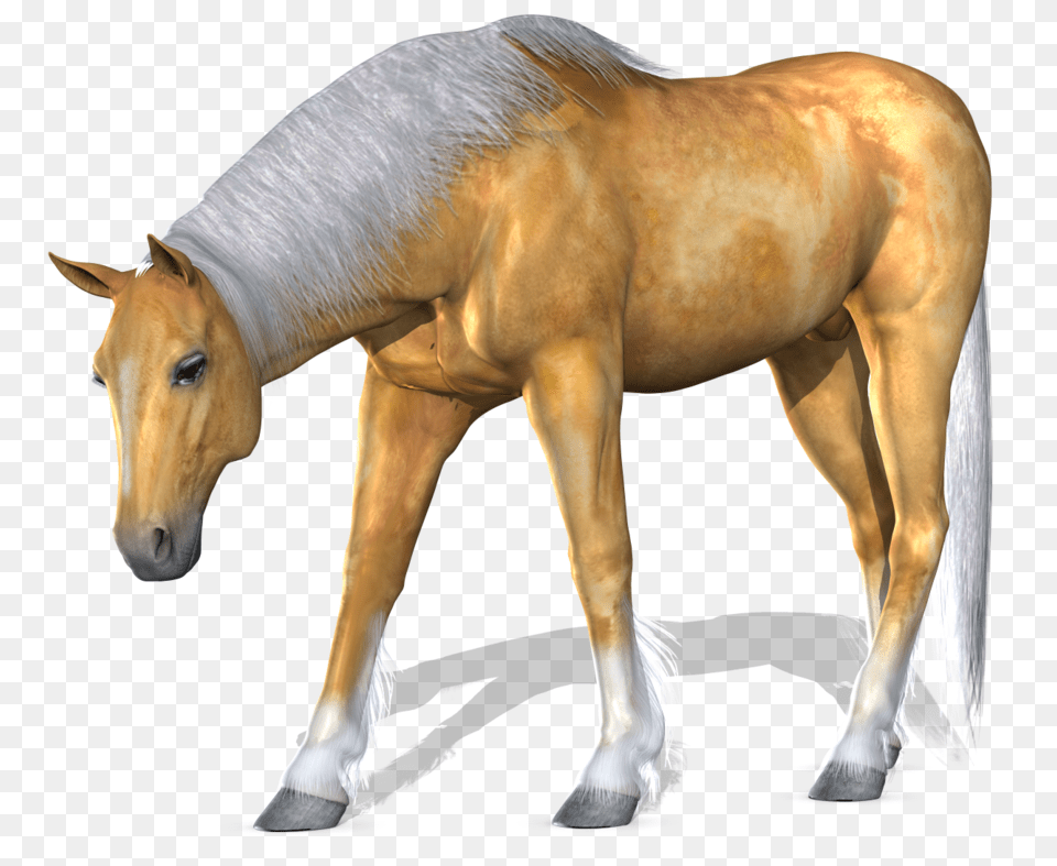 Horse, Animal, Colt Horse, Mammal Free Png Download