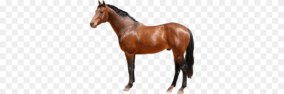 Horse, Animal, Mammal, Stallion, Colt Horse Free Transparent Png