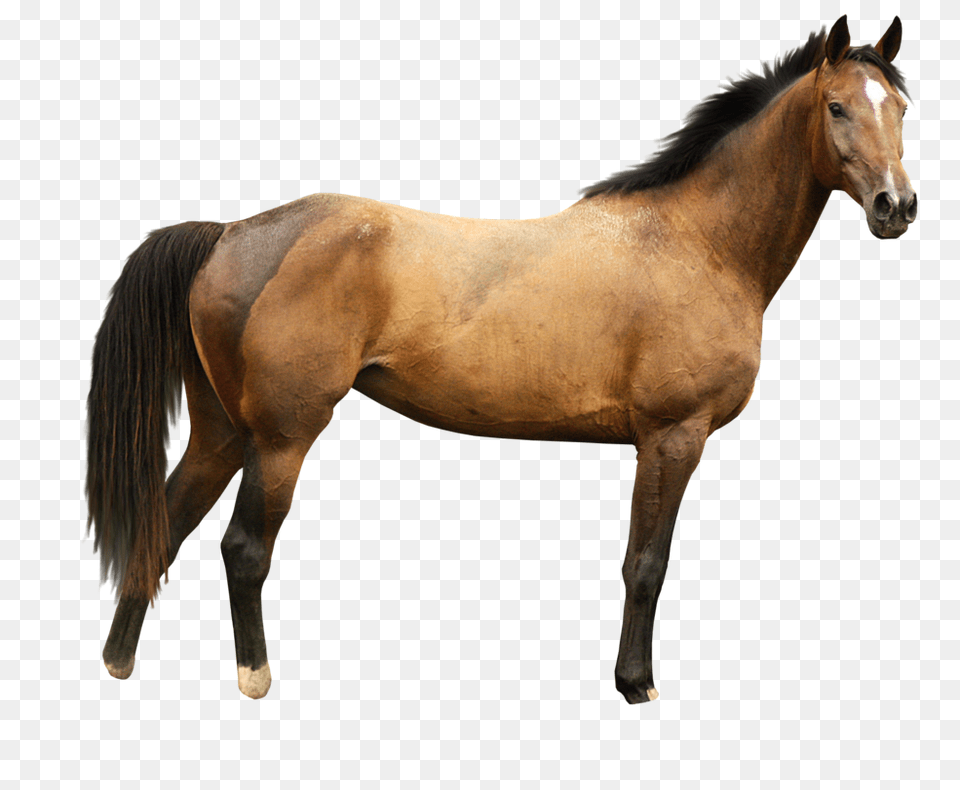 Horse, Animal, Colt Horse, Mammal, Stallion Png