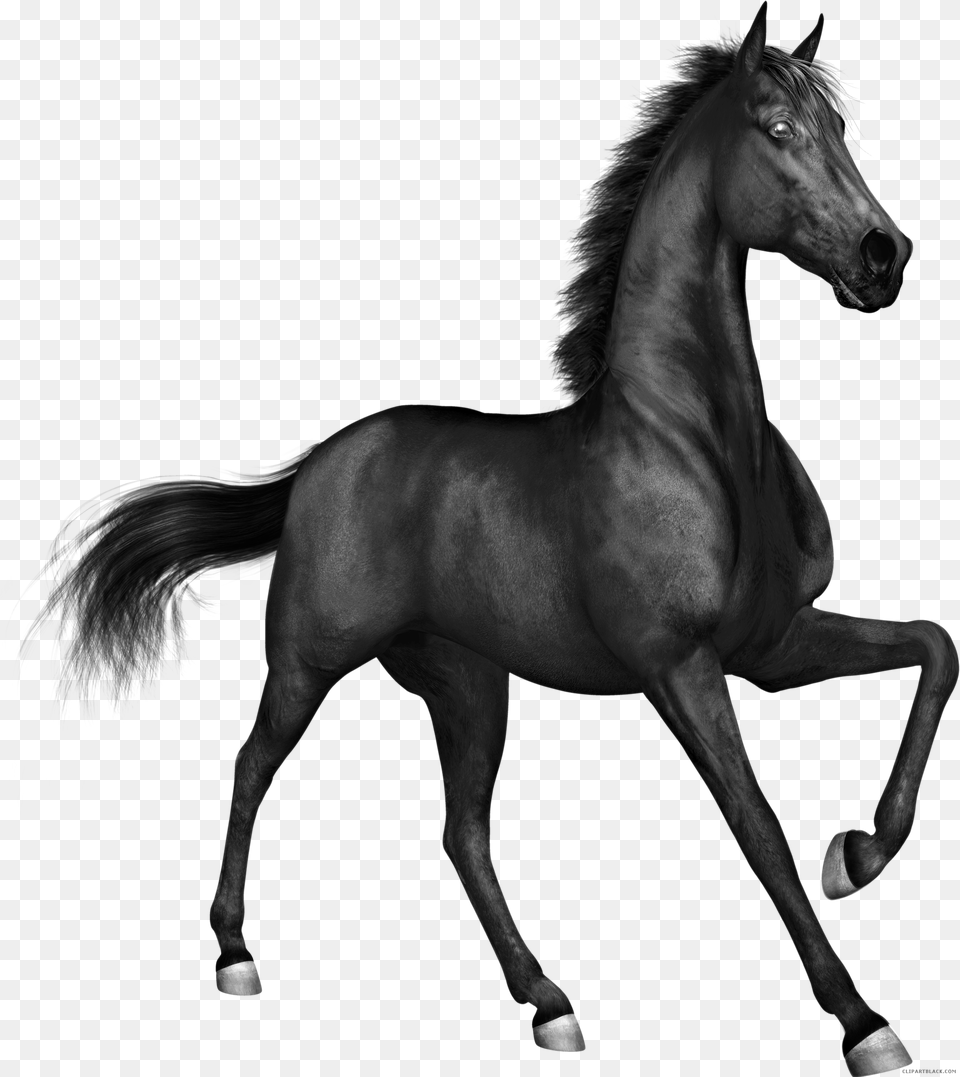 Horse, Animal, Mammal, Andalusian Horse, Colt Horse Png