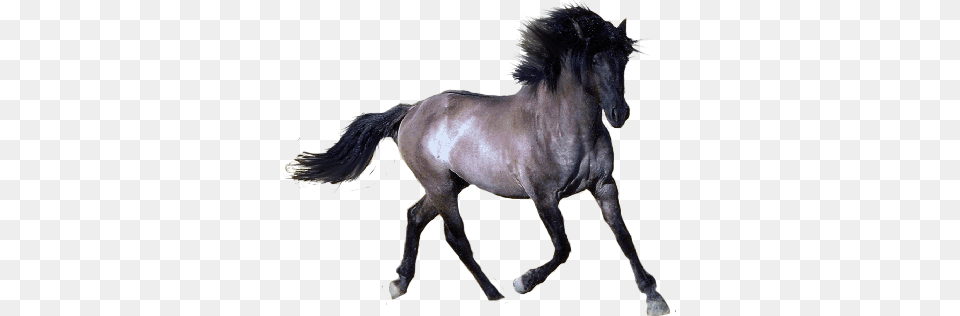 Horse, Animal, Mammal, Stallion, Andalusian Horse Free Png Download