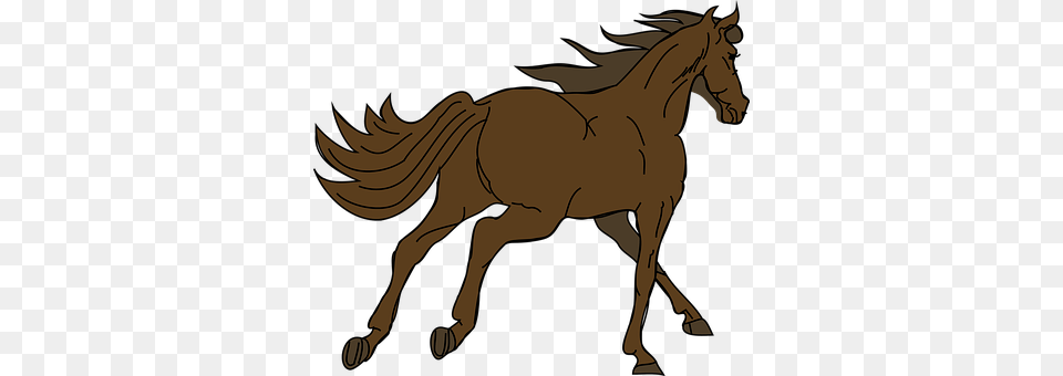 Horse 9479, Animal, Colt Horse, Mammal, Person Free Png Download