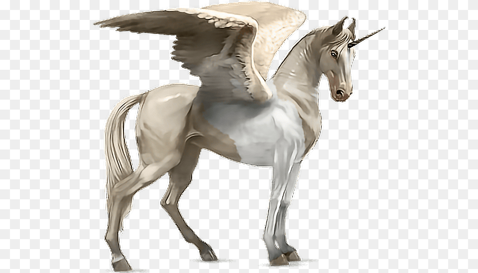 Horse Alado Aladus Cavalo Asas Wings Mikah014 Akhal Tekini Howrse, Animal, Mammal Free Png