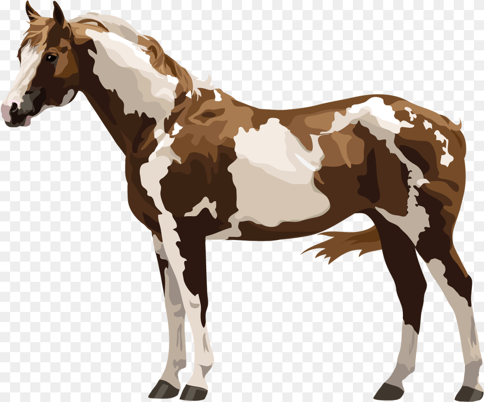 Horse Amp Pony Breeds With Fun Quizzes About Horse Paint Horse, Animal, Colt Horse, Mammal, Adult Png Image