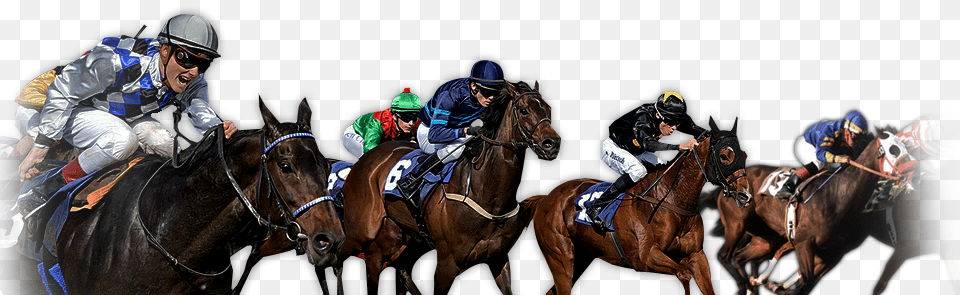 Horse An Introduction By Racehorse, Adult, Person, Man, Male Free Transparent Png