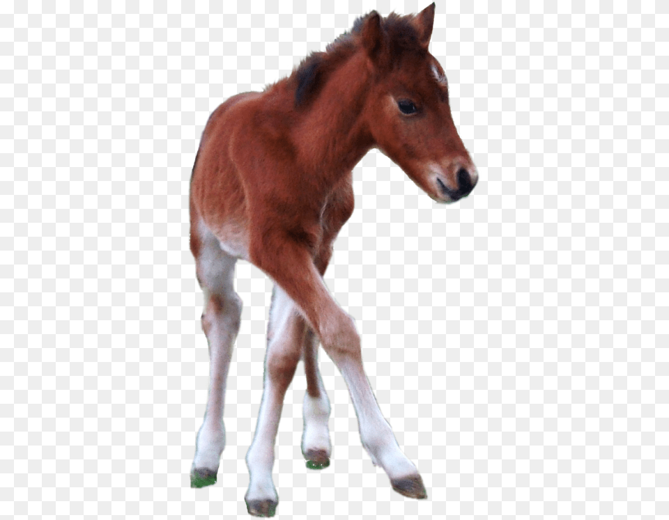 Horse And Foal Horse Foal Background, Animal, Mammal, Colt Horse Free Transparent Png