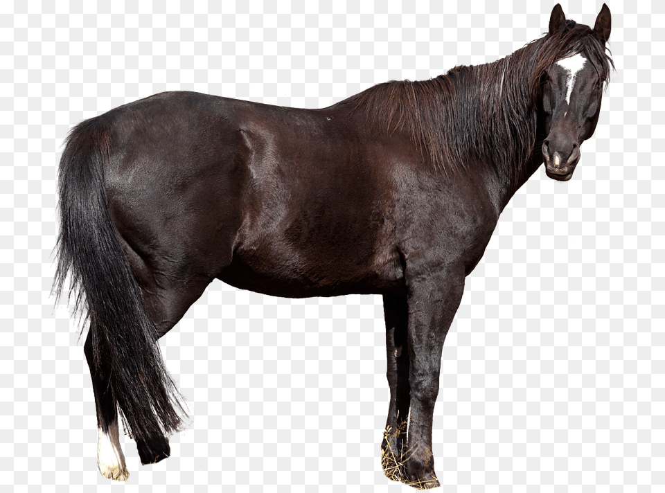Horse Animal Nature Wild Animal Animal World Gratis Dyr, Mammal, Stallion, Colt Horse, Andalusian Horse Free Png