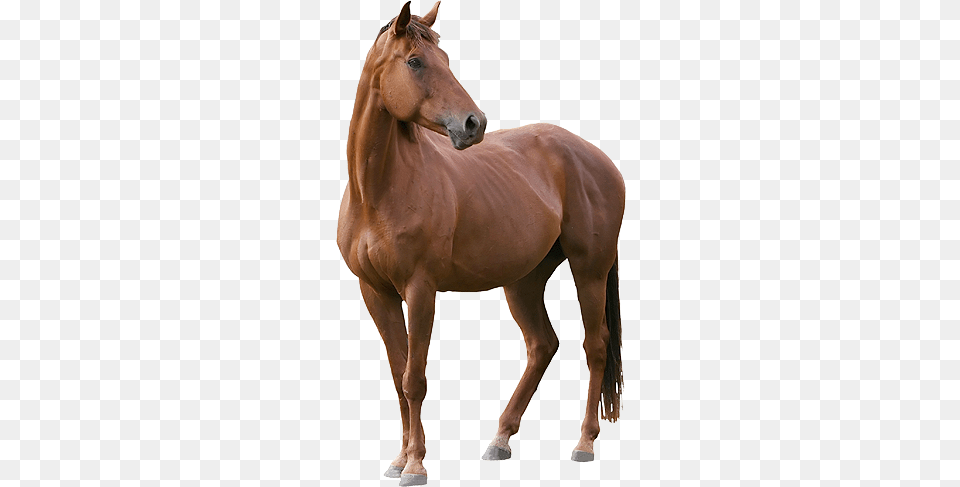 Horse Big Img1 Horse Images Hd, Animal, Colt Horse, Mammal, Stallion Free Png Download