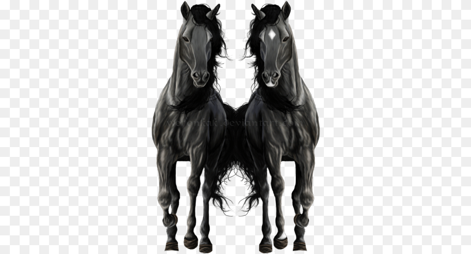 Horse Black For, Andalusian Horse, Animal, Mammal, Colt Horse Free Png
