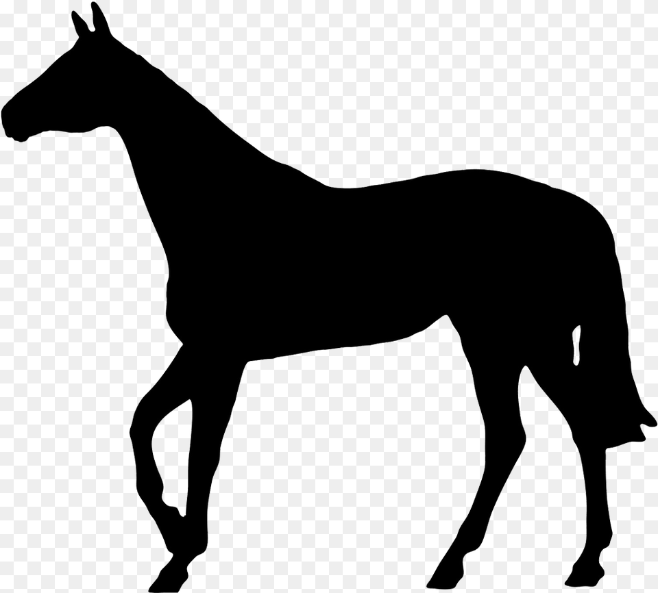 Horse Black Silhouette Silhouette Of A Boxer Dog, Animal, Colt Horse, Mammal Png Image