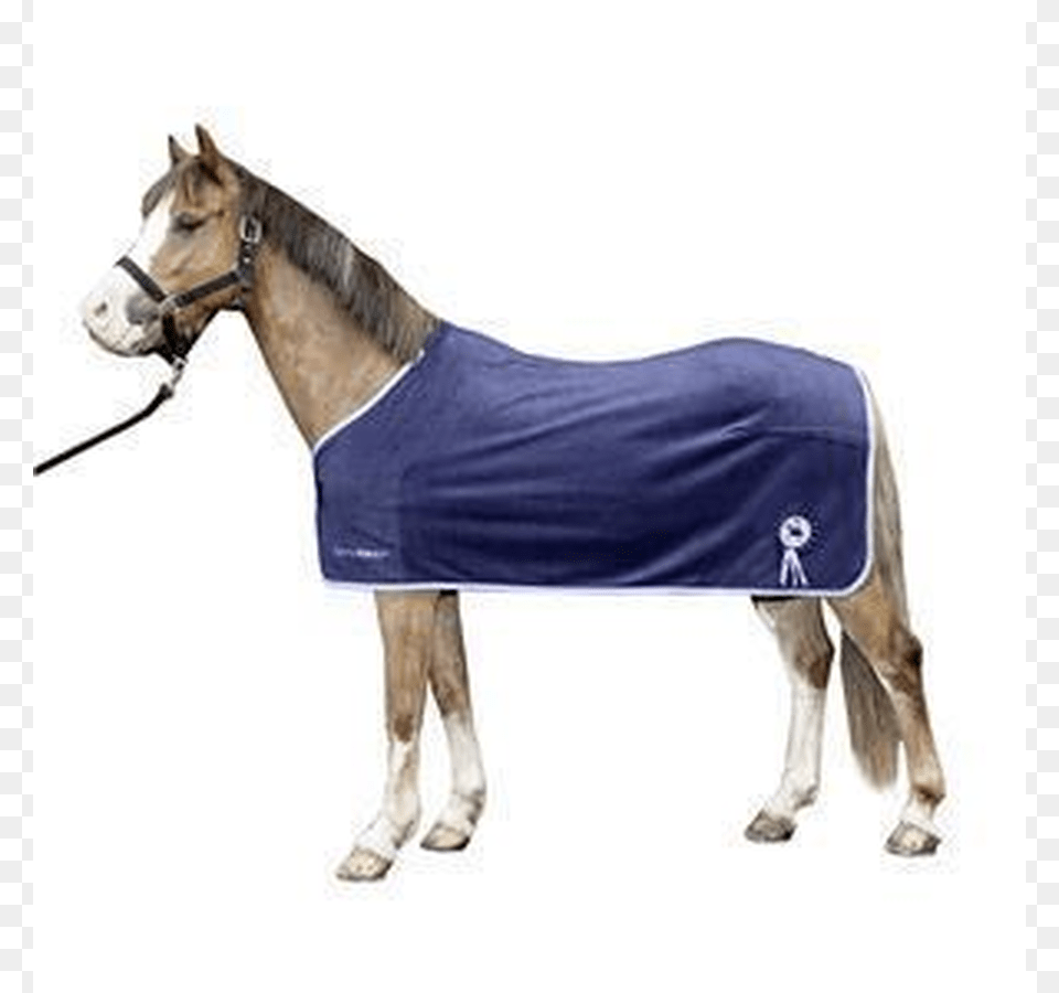 Horse Blanket, Animal, Mammal, Colt Horse Free Png Download