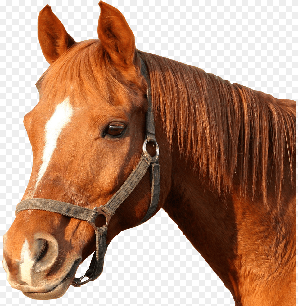 Horse Bridle Horses Head Horse Head, Animal, Mammal, Halter, Colt Horse Png Image
