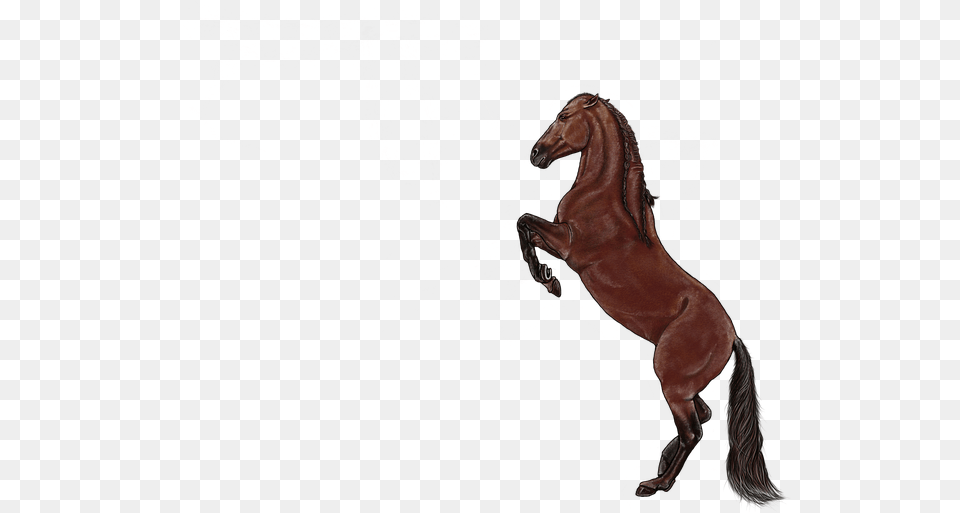 Horse Brown Animal Standing Mammal Stallion, Colt Horse Png