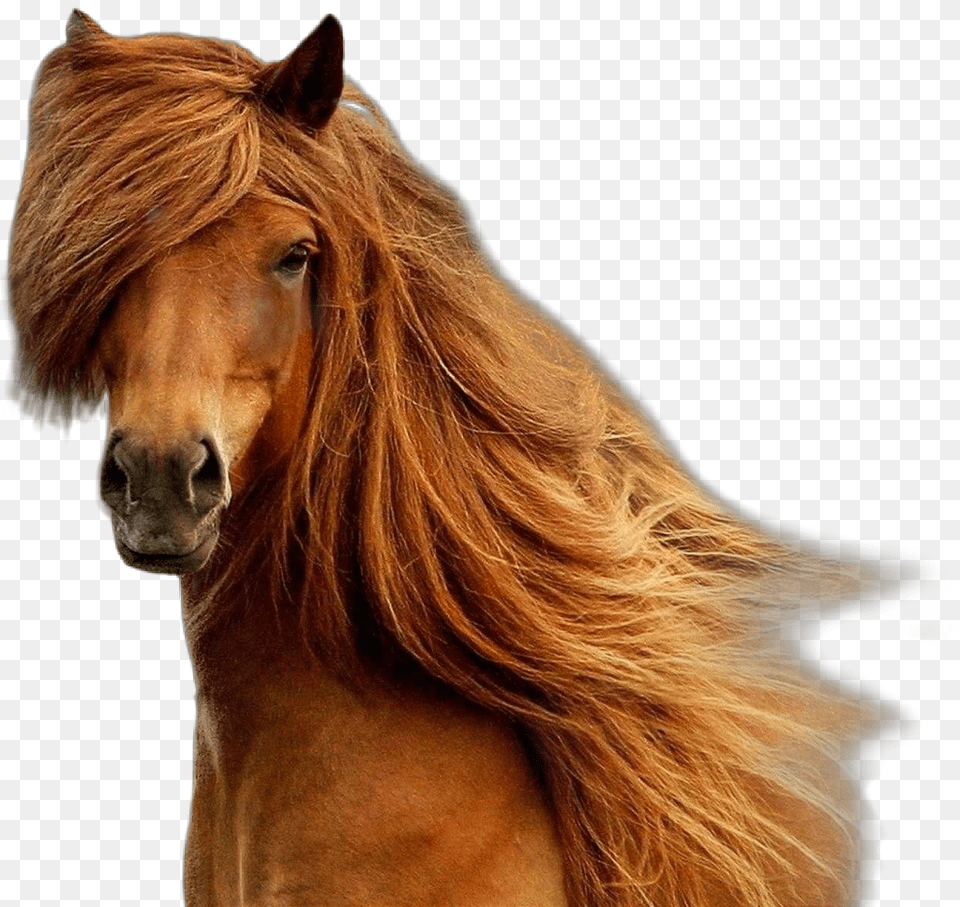 Horse Brown Brownhorse Beatiful Horseface Brown Horse Long Hair, Animal, Colt Horse, Mammal, Stallion Png Image