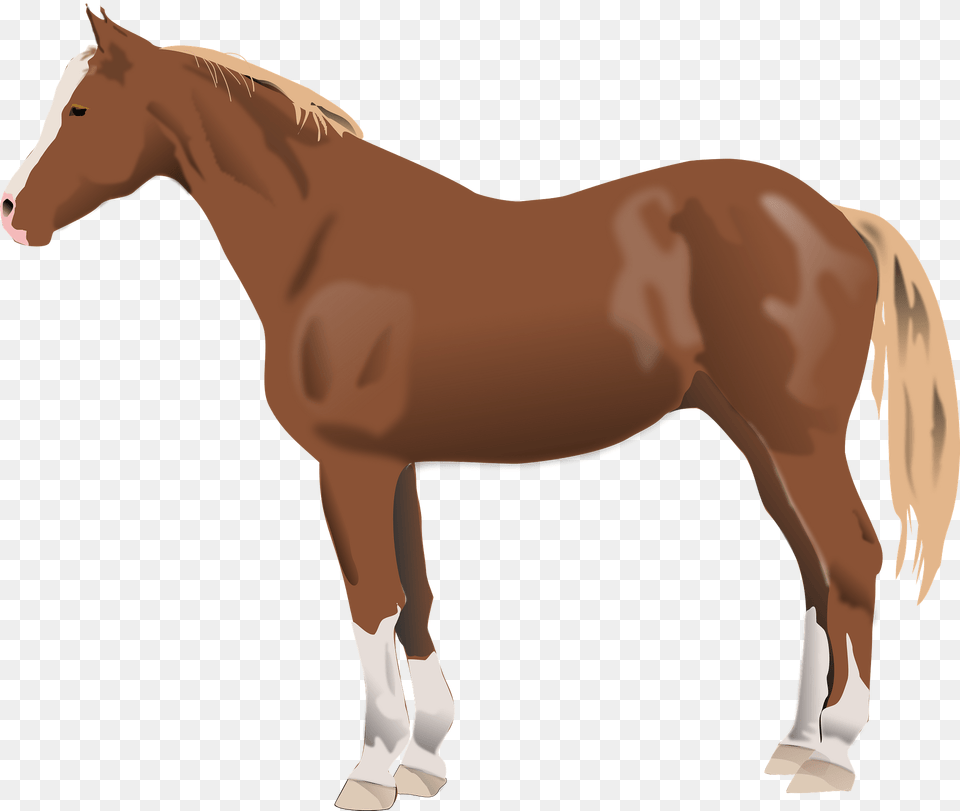 Horse Brown Clipart, Animal, Colt Horse, Mammal, Stallion Free Png