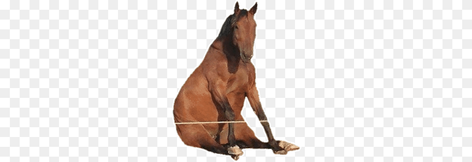 Horse Caballo Funny Freetoedit Sticker Sorrel, Animal, Colt Horse, Mammal Free Png
