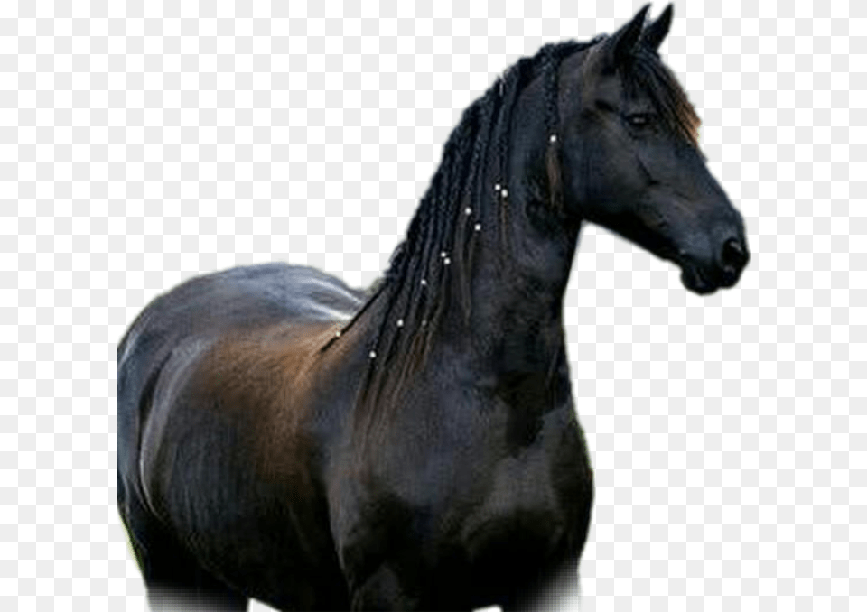 Horse Cavalos Cavalo Mustang Horse, Andalusian Horse, Animal, Mammal, Stallion Png