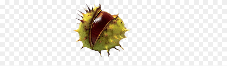 Horse Chestnut, Food, Nut, Plant, Produce Free Png