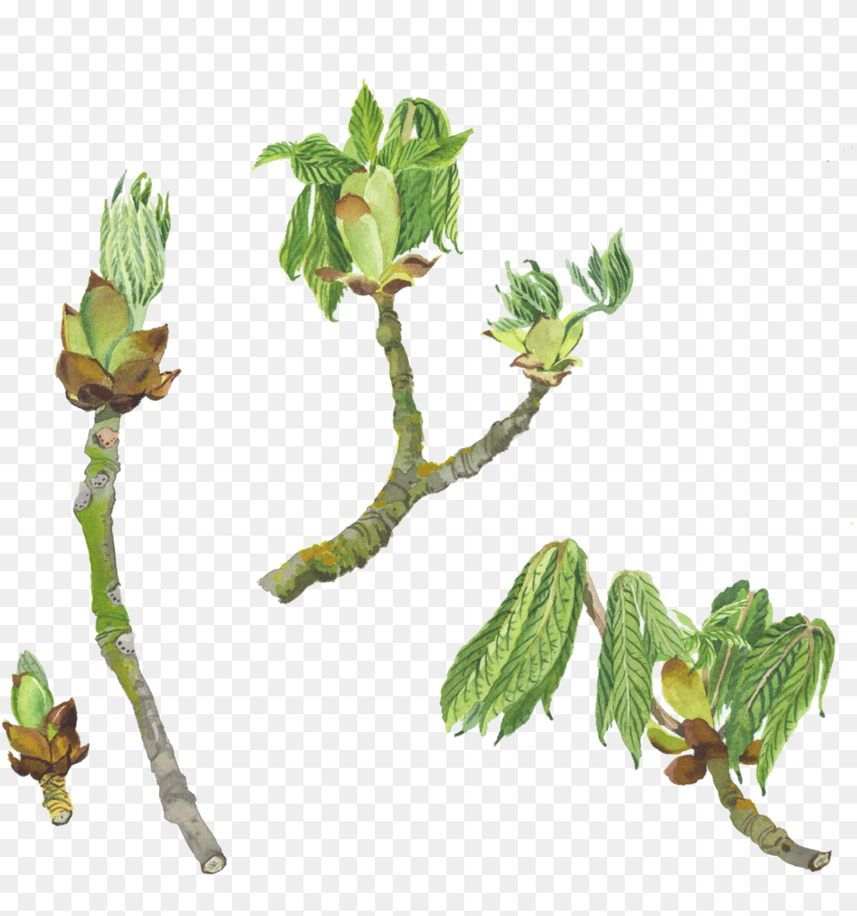 Horse Chestnut A Conkers, Bud, Flower, Green, Leaf Free Png