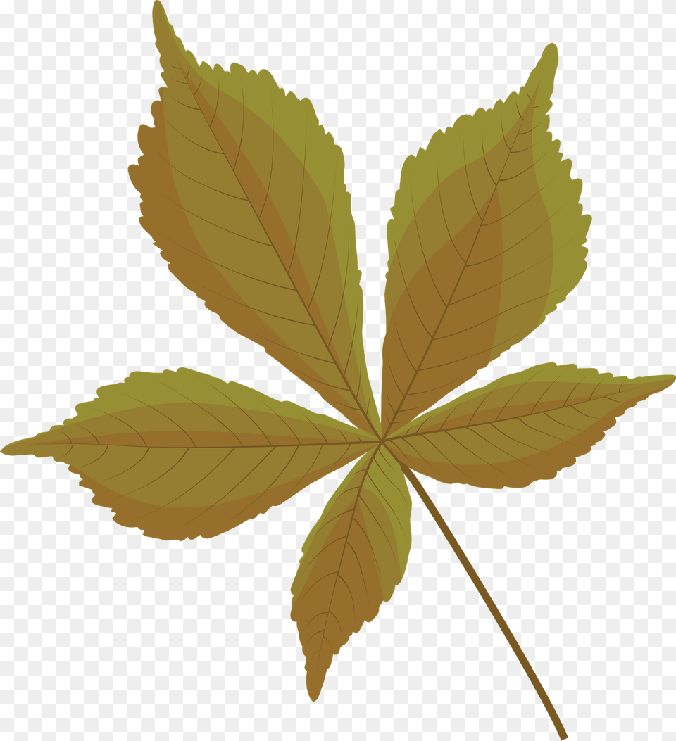 Horse Chestnut Autumn Leaf Clipart, Plant, Tree Free Png