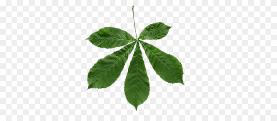 Horse Chestnut Leaf, Plant, Tree, Green Png