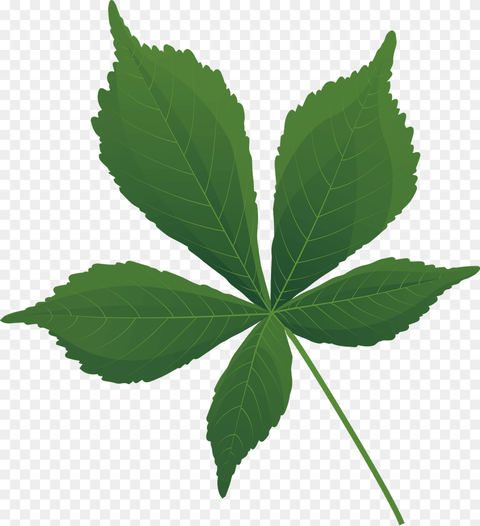 Horse Chestnut Summer Leaf Clipart, Plant, Tree Free Png