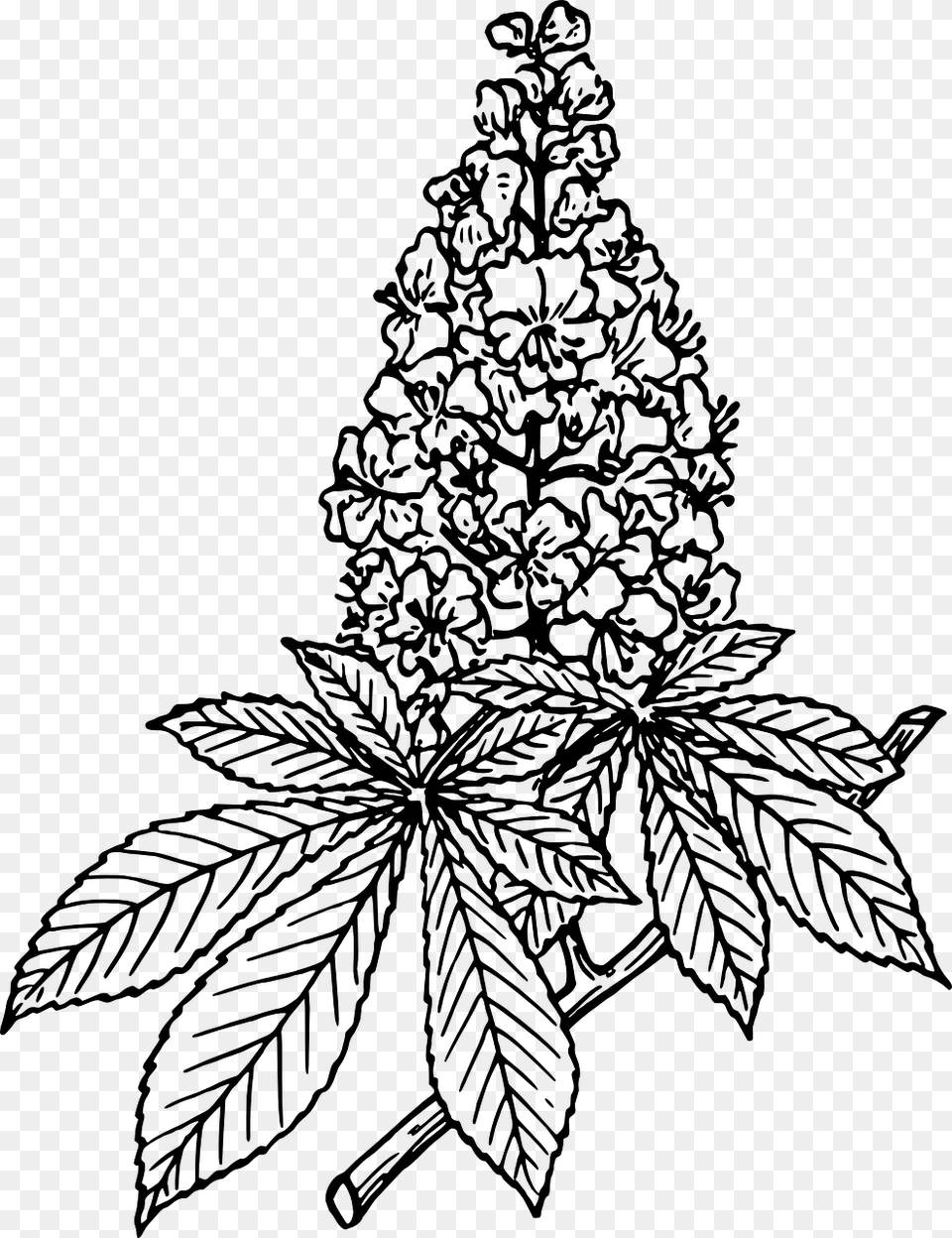 Horse Chestnut Vector, Gray Png Image