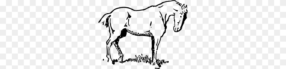Horse Clip Art, Animal, Colt Horse, Mammal, Kangaroo Png Image