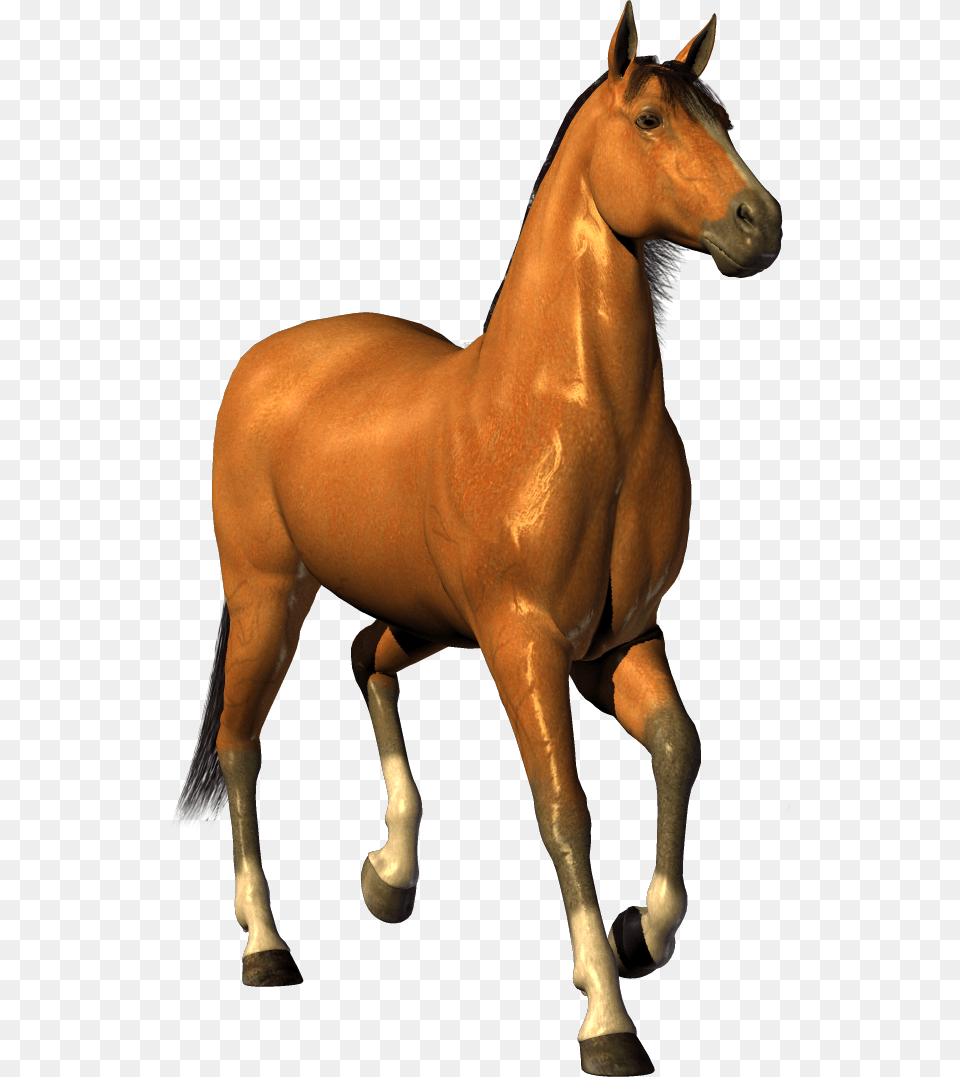 Horse Clip Art No Background, Animal, Colt Horse, Mammal Png Image