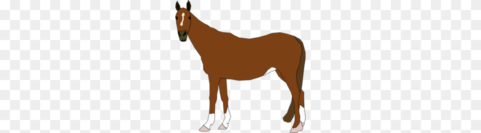 Horse Clipart, Adult, Female, Person, Woman Png