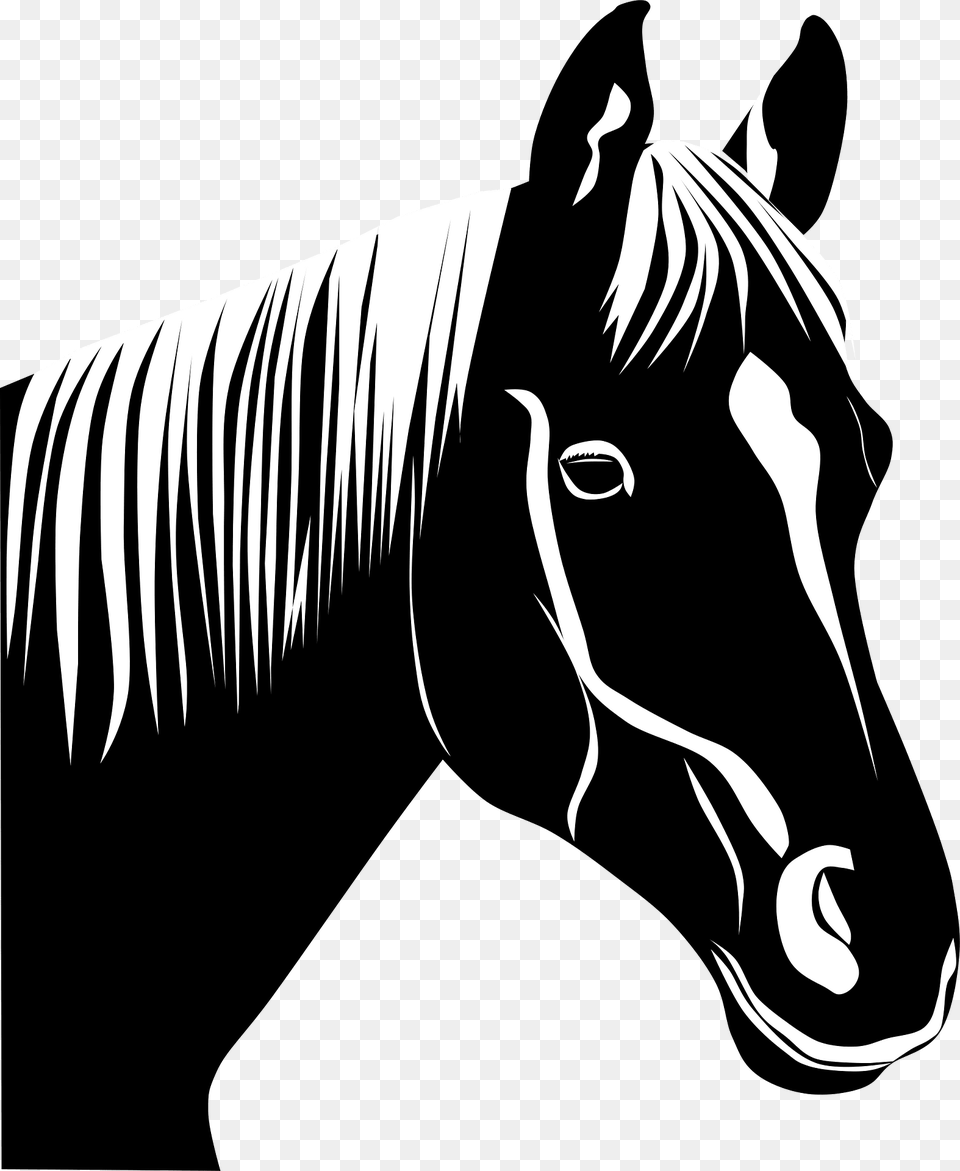 Horse Clipart, Animal, Mammal, Person, Colt Horse Free Png