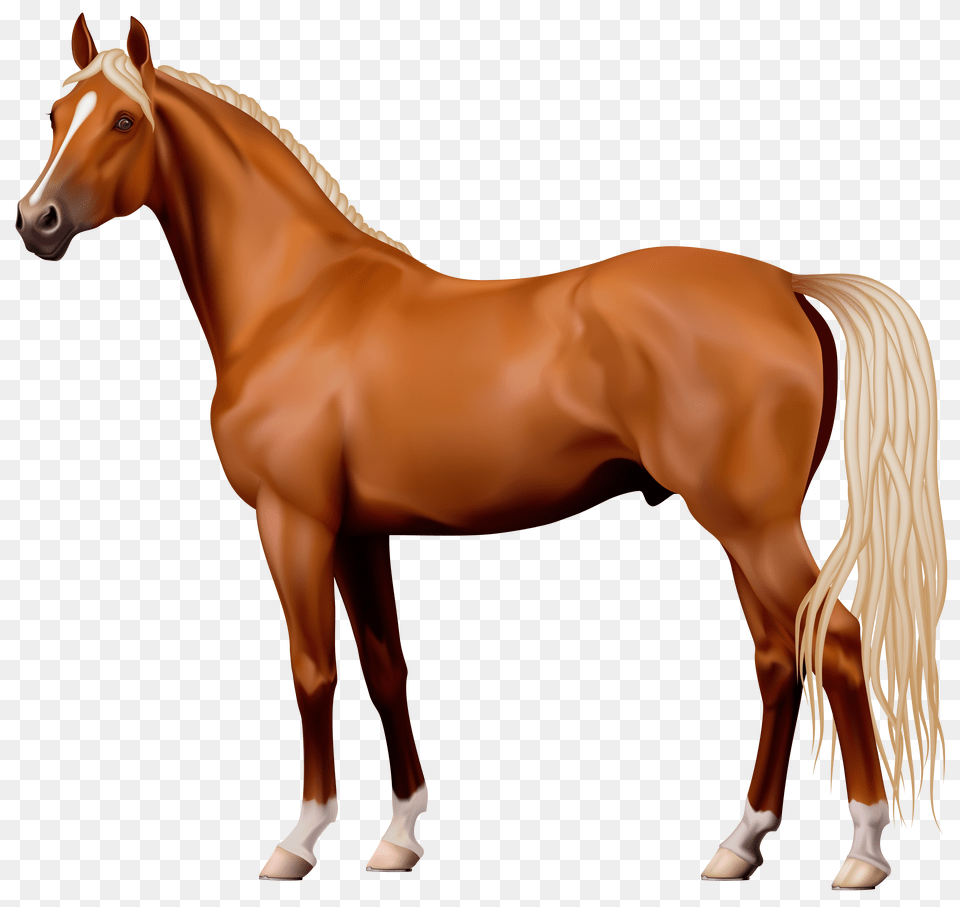 Horse Clipart Clip Art, Animal, Colt Horse, Mammal, Stallion Free Png