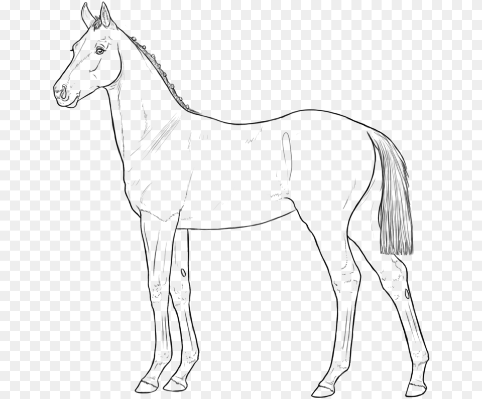 Horse Clipart Foal Lineart, Gray Free Png