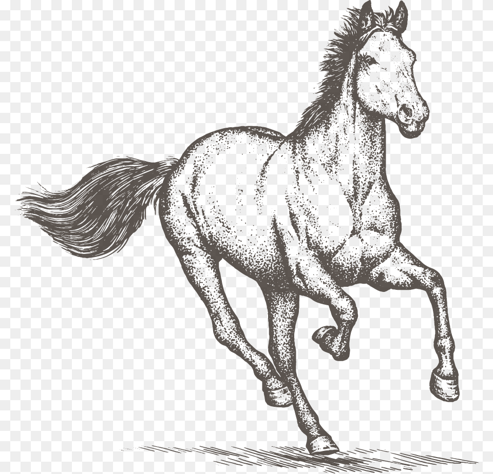 Horse Clipart Horse Sketch, Animal, Mammal, Stallion Free Png Download