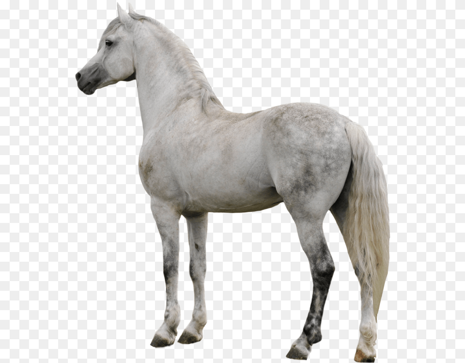 Horse Clipart White Horse, Animal, Mammal, Stallion, Andalusian Horse Free Transparent Png