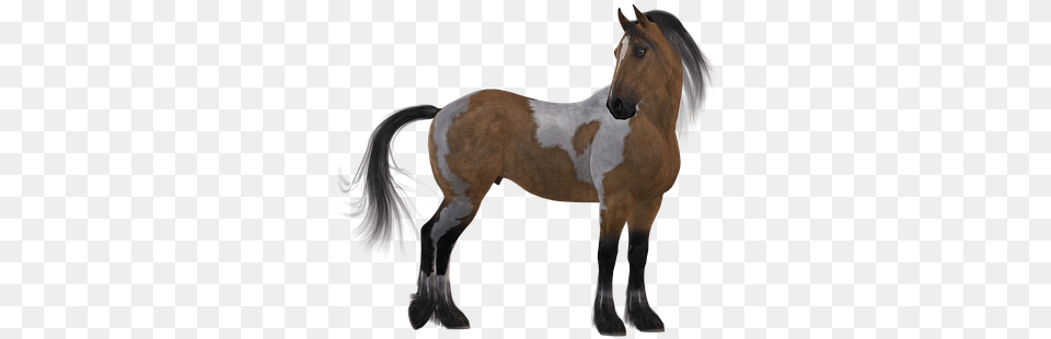 Horse Colorful Brown Mane White Animal Mou Horse, Colt Horse, Mammal, Stallion Png Image