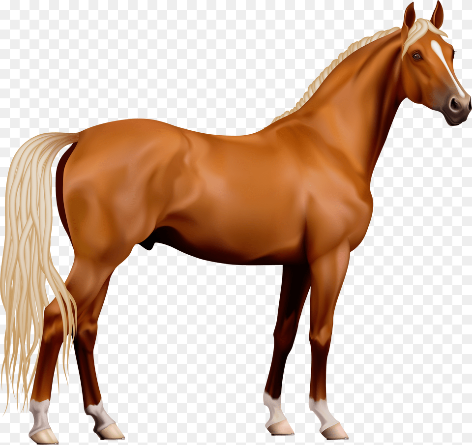 Horse Computer File, Animal, Colt Horse, Mammal, Stallion Free Transparent Png