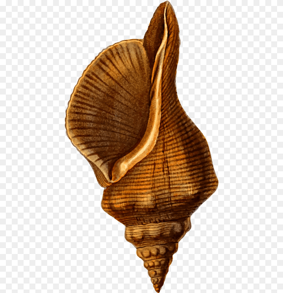 Horse Conch Horse Conch Clipart, Animal, Invertebrate, Sea Life, Seashell Png