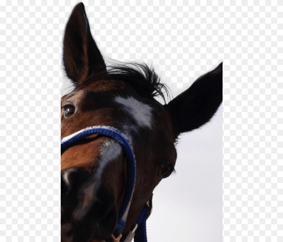 Horse Corner Mane, Animal, Mammal, Stallion, Colt Horse Png Image