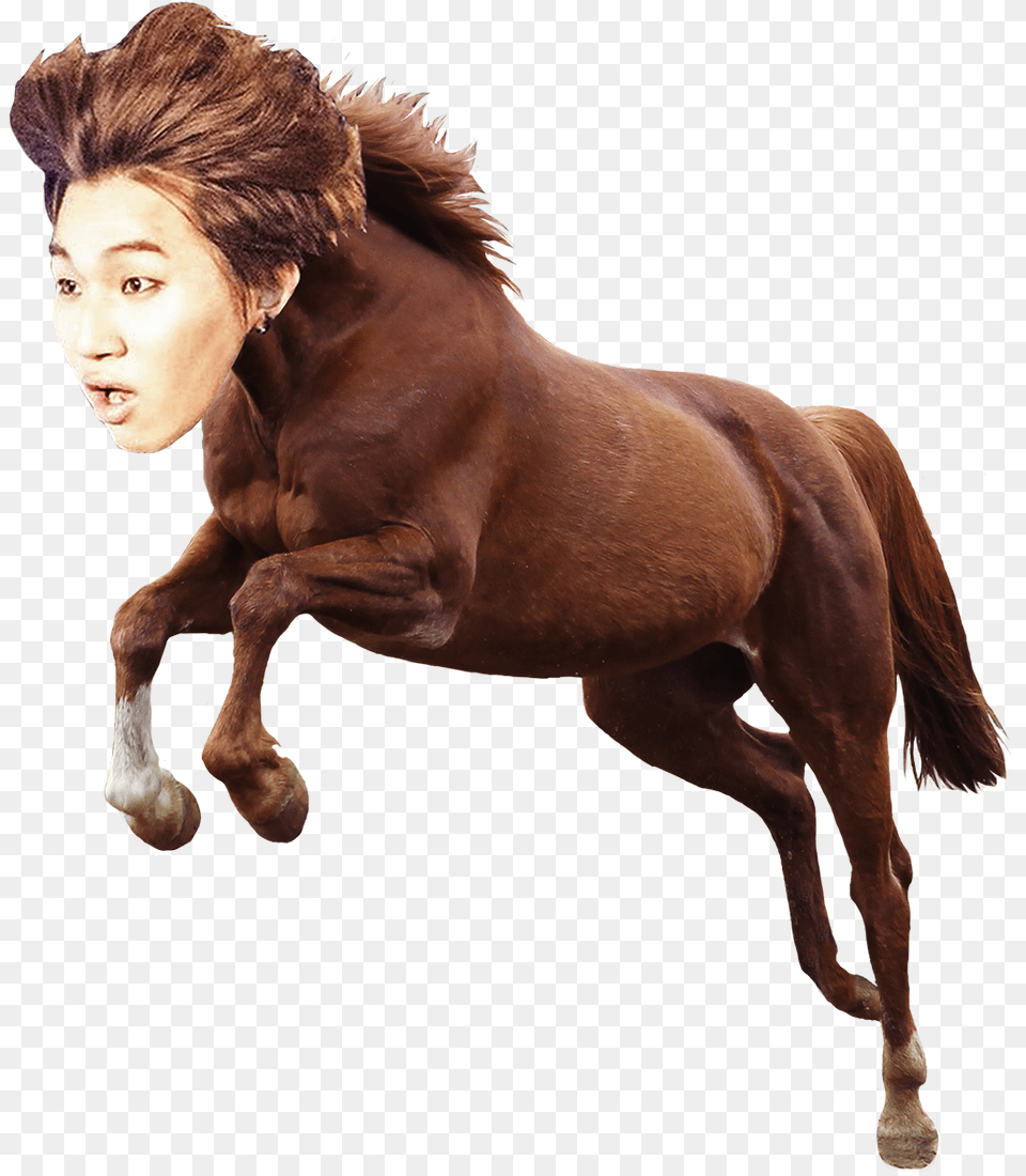 Horse Dae, Animal, Mammal, Colt Horse, Face Free Png