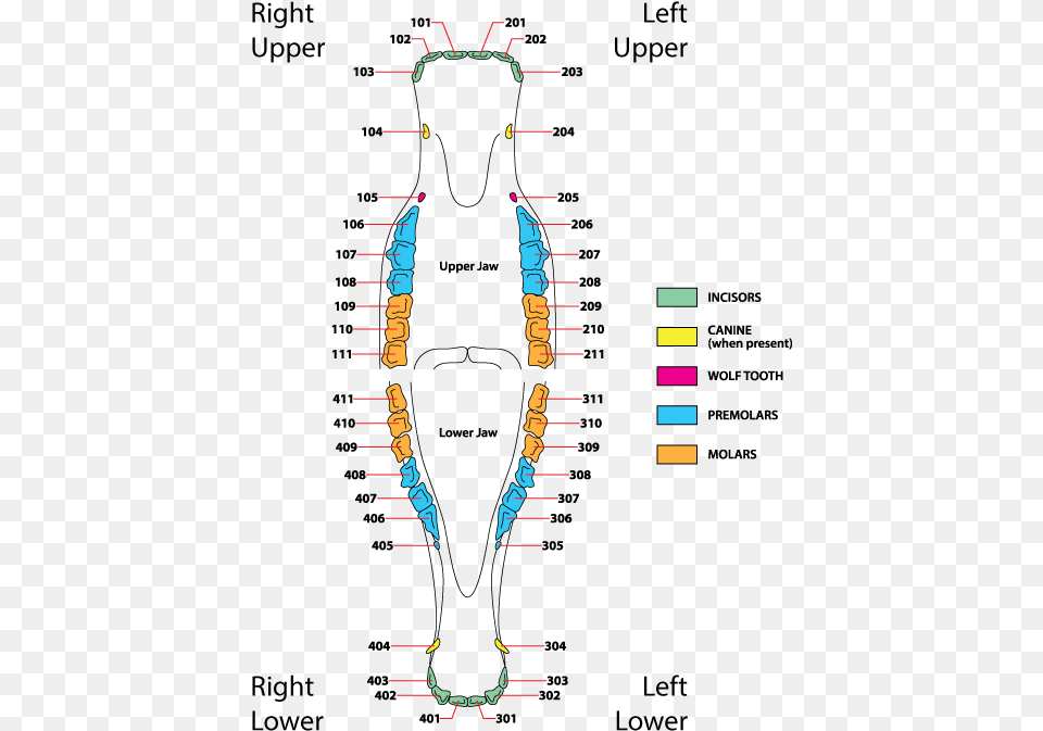 Horse Dental Formula, Animal, Bee, Insect, Invertebrate Png