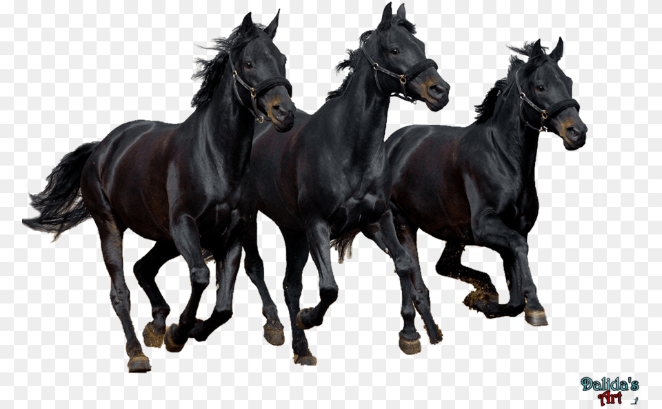 Horse Download Image Horse Images Black, Animal, Mammal, Stallion, Andalusian Horse Free Png