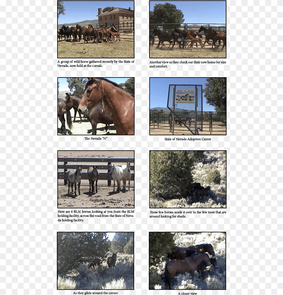 Horse Download Sorrel, Animal, Art, Collage, Colt Horse Free Transparent Png