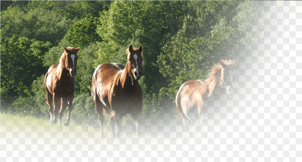 Horse Feed Hay, Animal, Colt Horse, Mammal, Outdoors Png Image