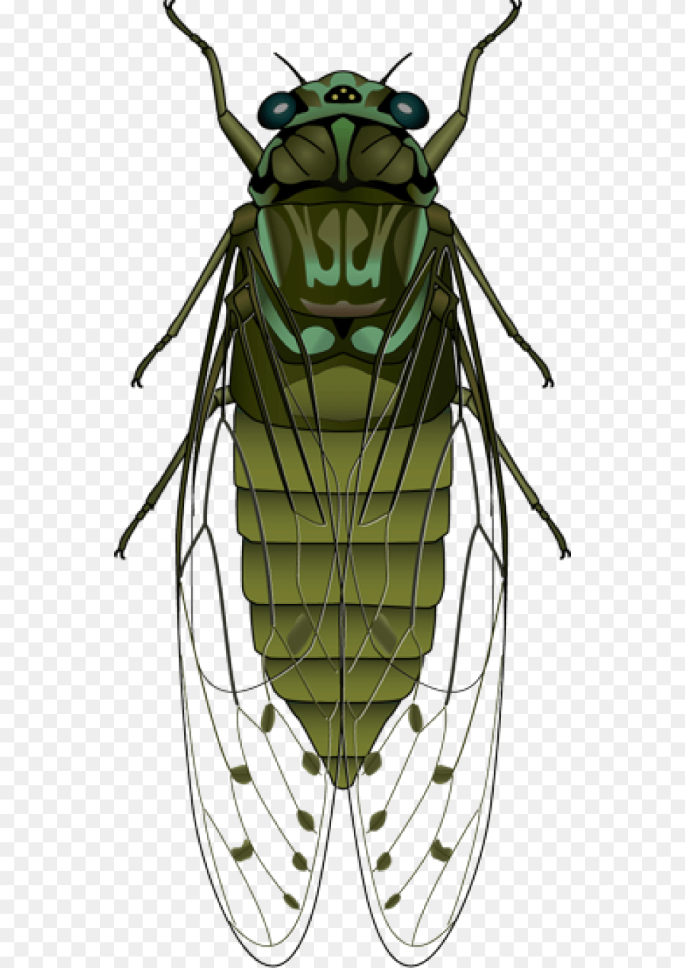 Horse Fly Clip Art, Animal, Insect, Invertebrate, Festival Free Png Download