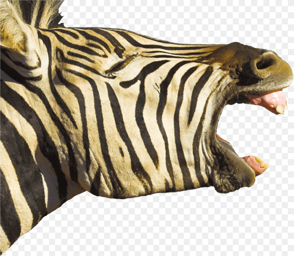 Horse Foal Hippopotamus Zebra Yawn Teeth Horse Mouth Open Wide Png