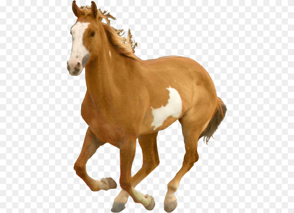Horse For Picsart, Animal, Colt Horse, Mammal Png Image